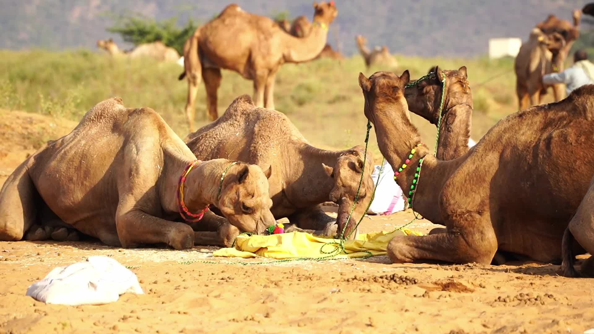 Pushkar Camel Fair in Pushkar in the Indian state of Rajasthan