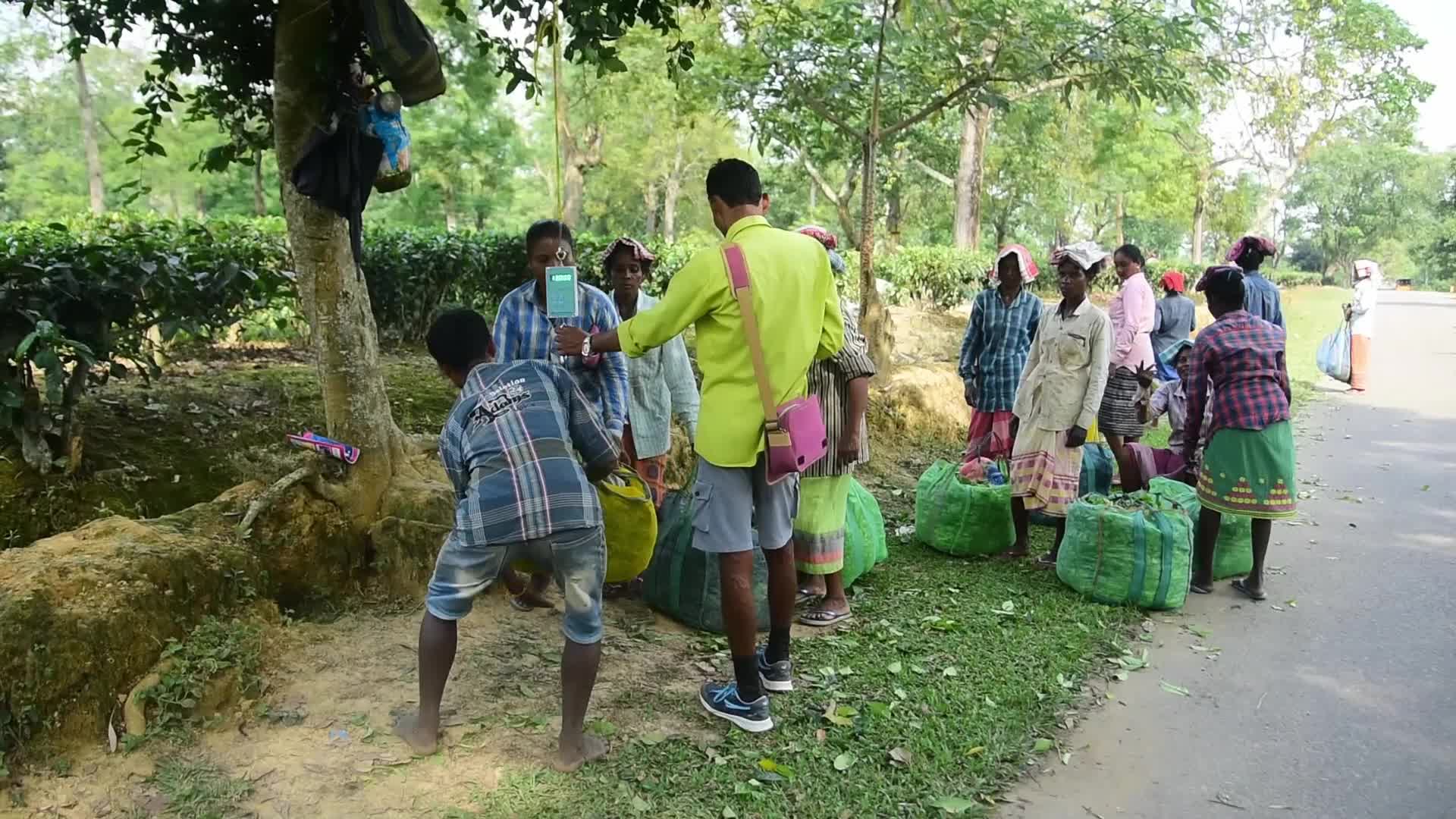 Tea Garden Workers In Assam, India