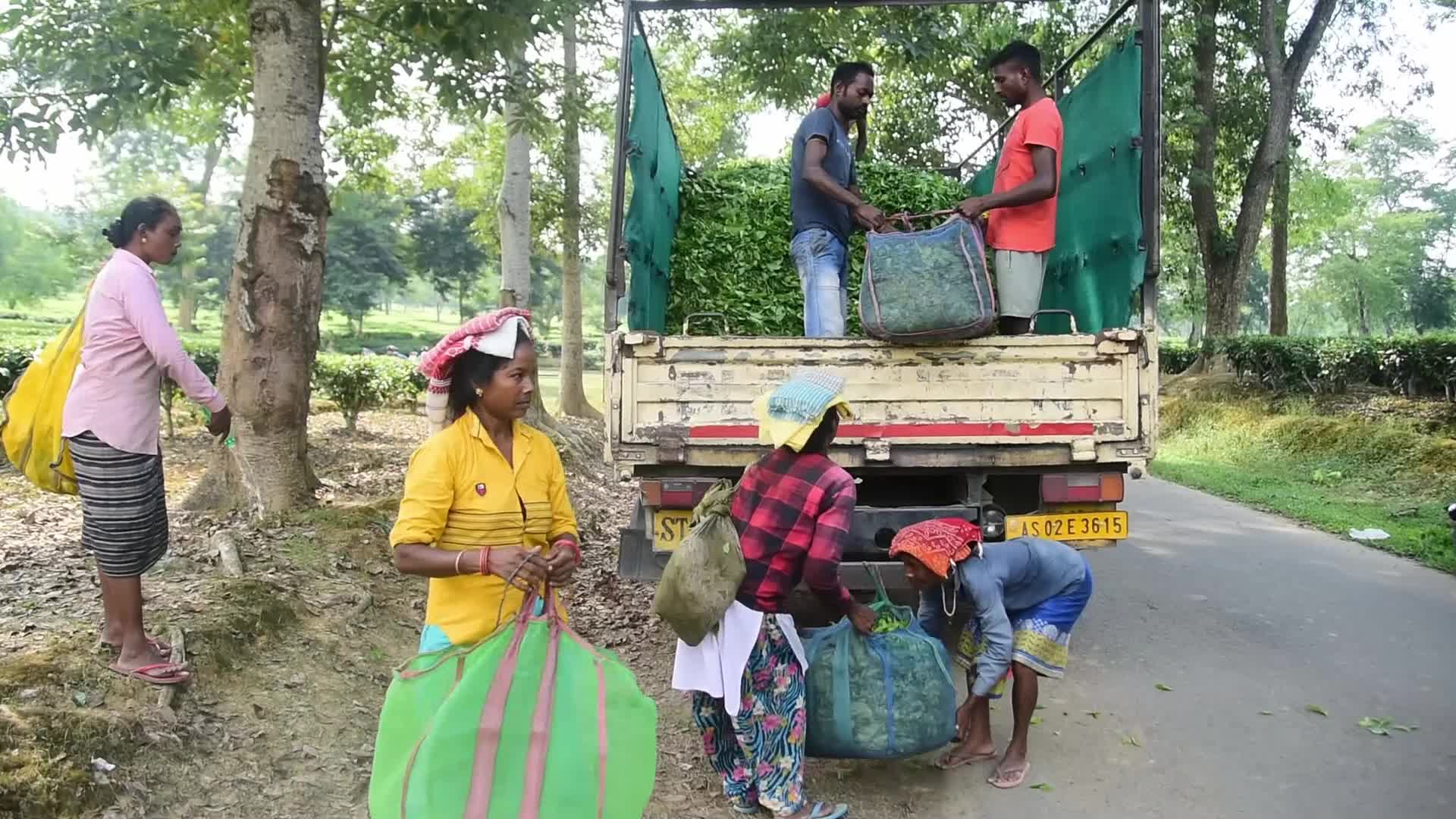 Tea Garden Workers In Assam, India