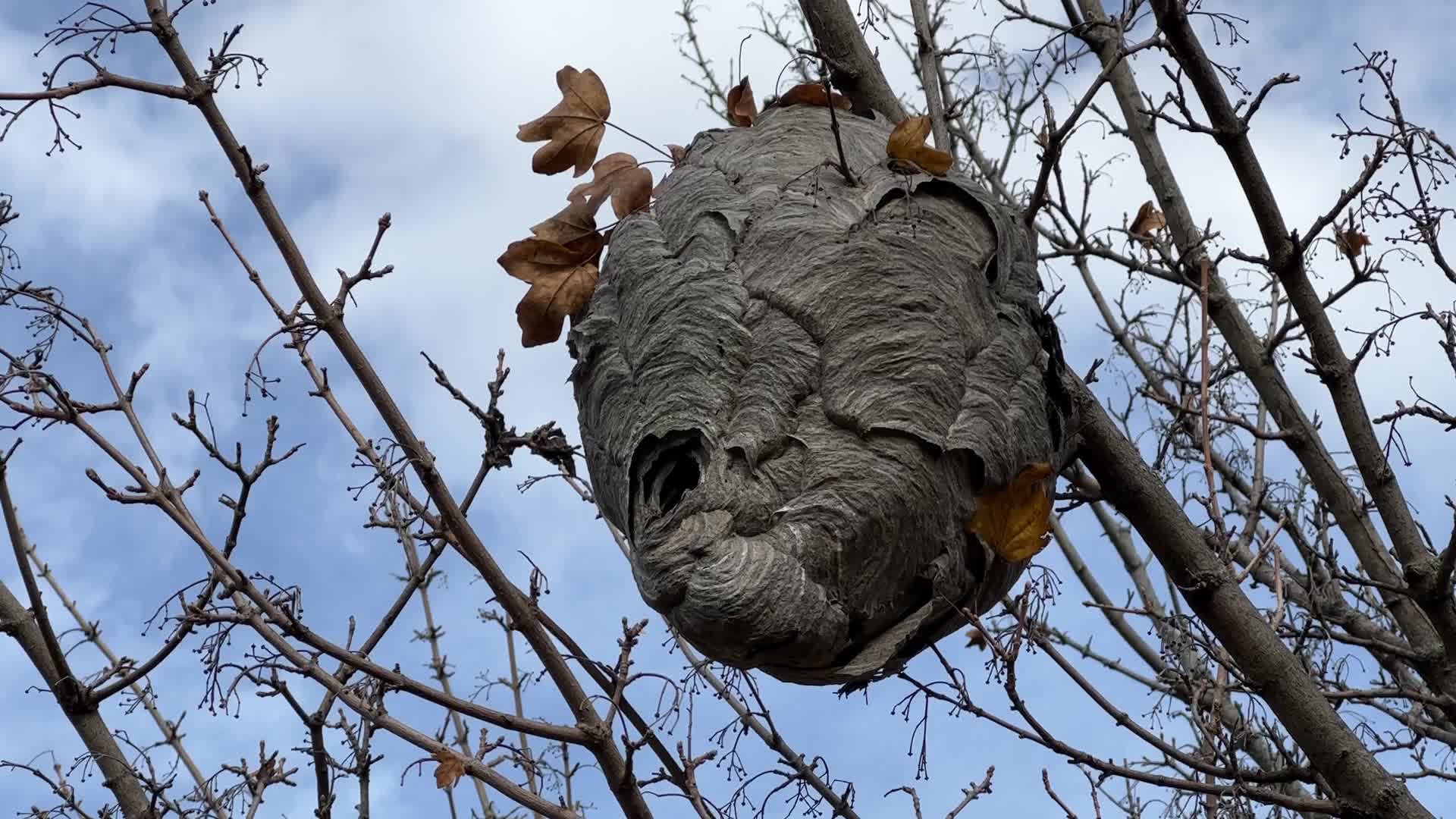Paper wasp nest