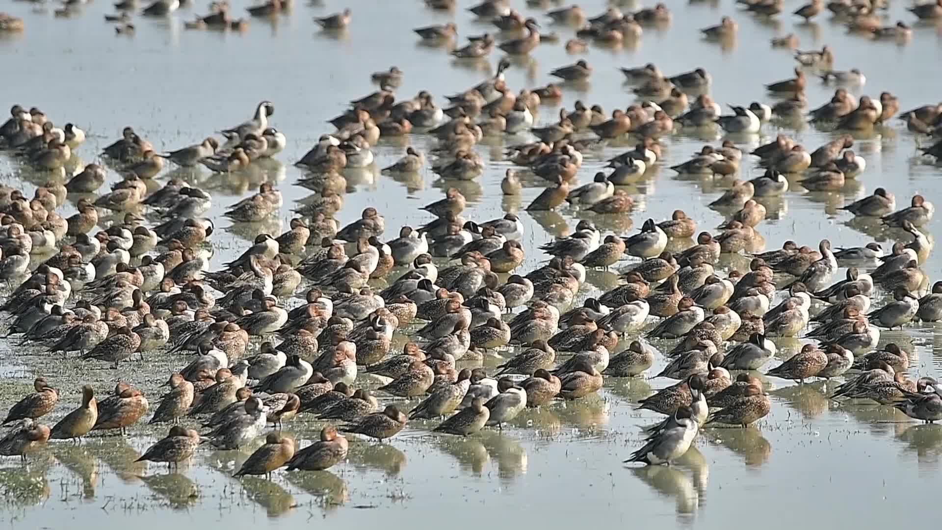 Migratory birds of Pobitora Wildlife Sanctuary in India's Assam state