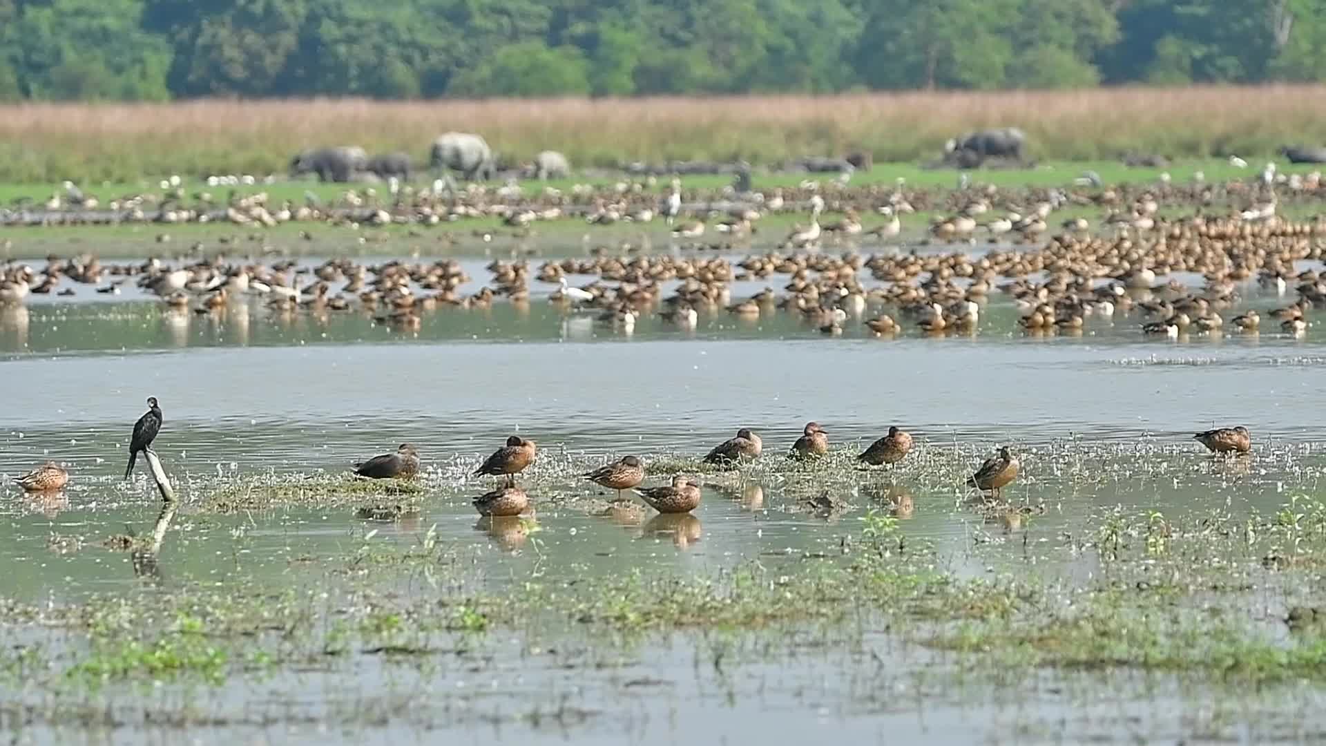 Migratory birds of Pobitora Wildlife Sanctuary in India's Assam state