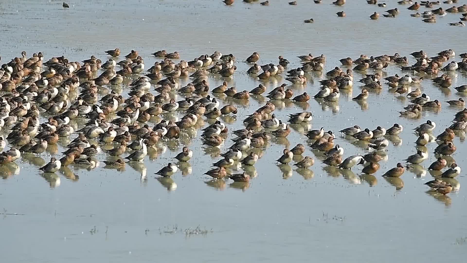 Migratory birds of Pobitora Wildlife Sanctuary in India's Assam state