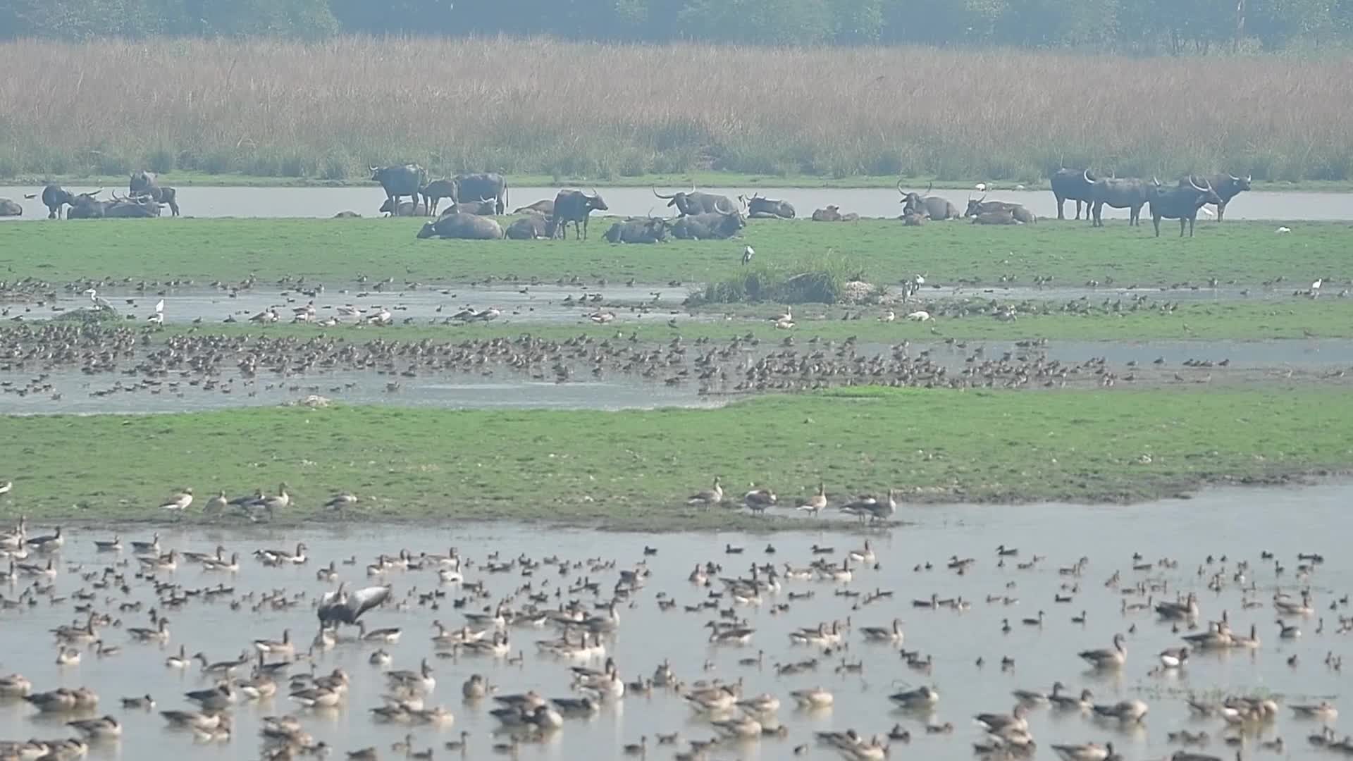 Migratory birds of Pobitora Wildlife Sanctuary in India's Assam state