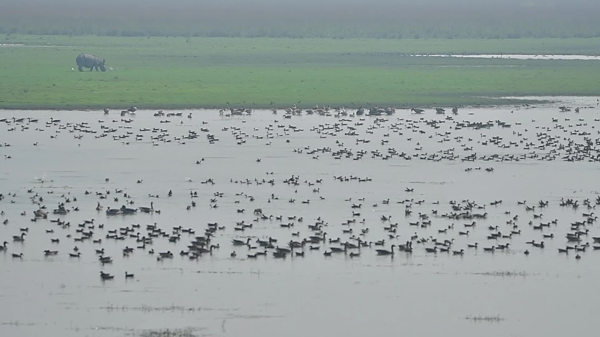 Migratory birds of Pobitora Wildlife Sanctuary in India's Assam state