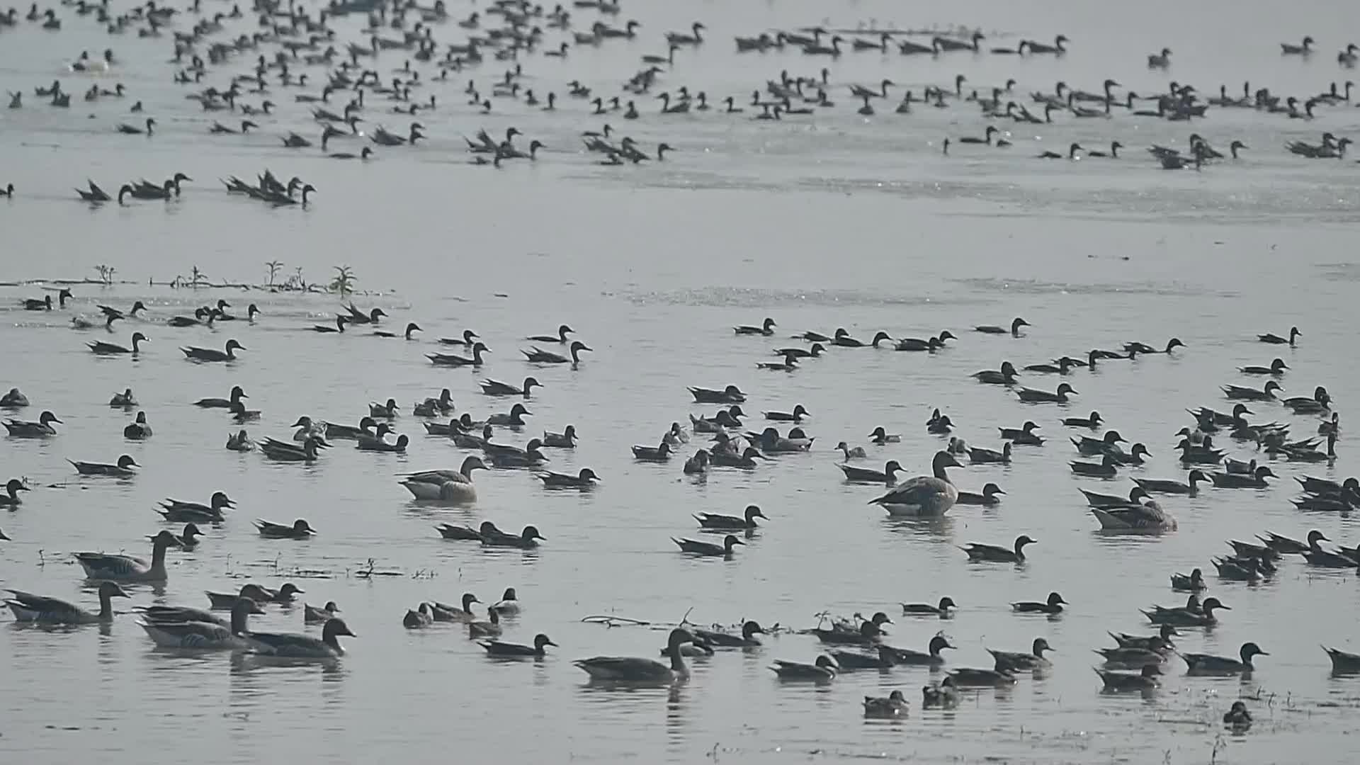 Migratory birds of Pobitora Wildlife Sanctuary in India's Assam state