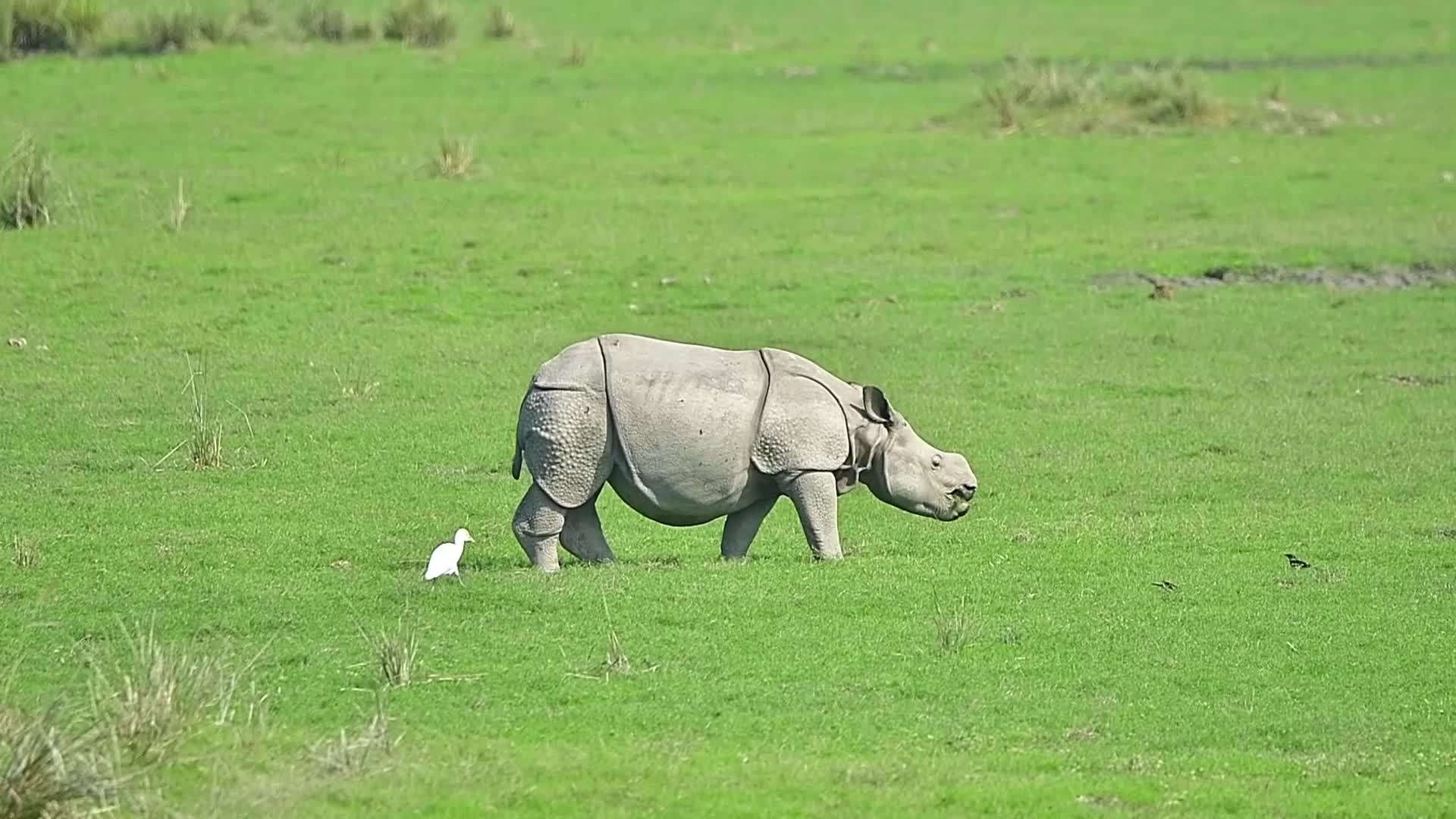 One-horn rhinoceros at Pobitora wildlife sanctuary in India