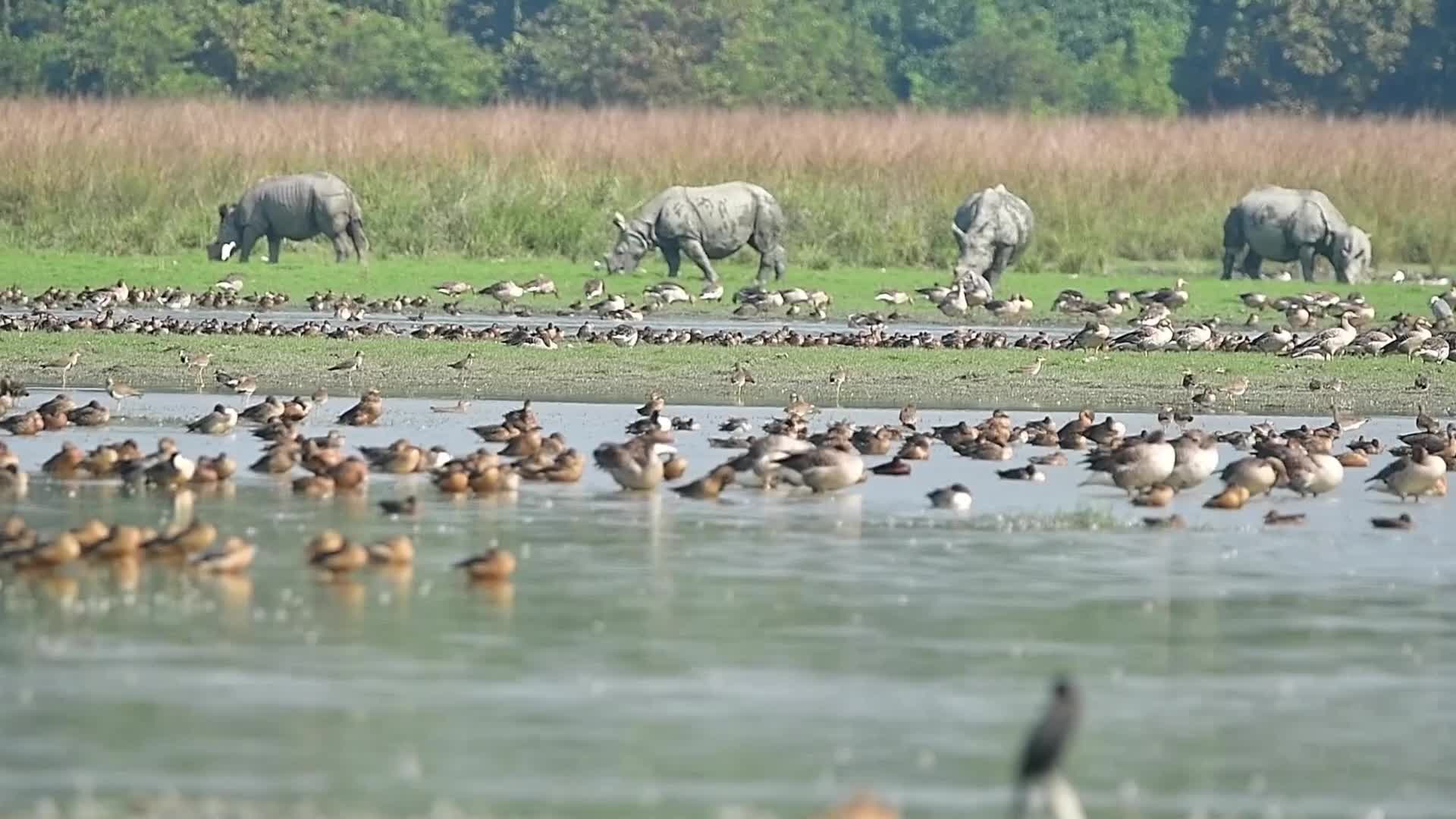 One-horn rhinoceros at Pobitora wildlife sanctuary in India