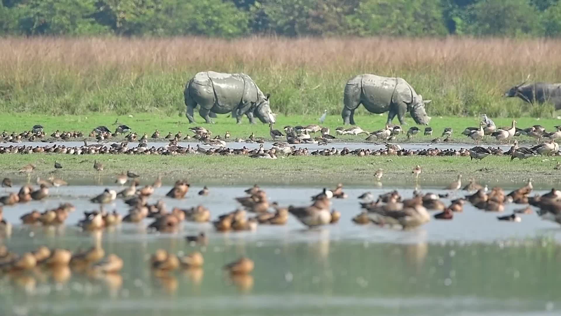One-horn rhinoceros at Pobitora wildlife sanctuary in India