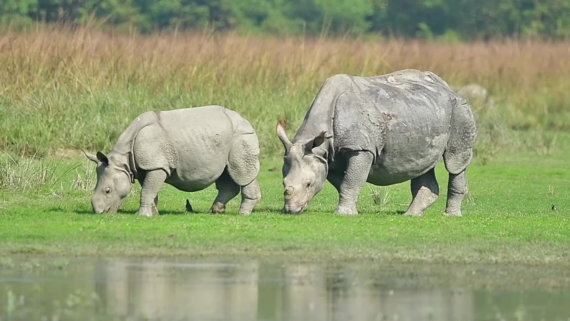 One-horn rhinoceros at Pobitora wildlife sanctuary in India