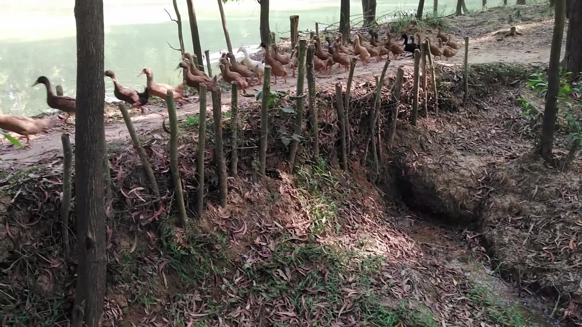 Duck Farm in Bangladesh