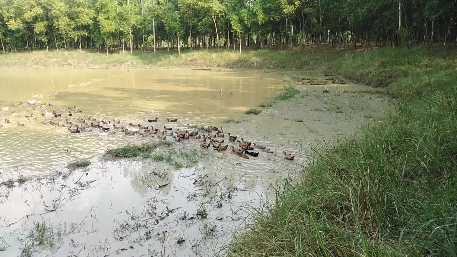 Duck Farm in Bangladesh