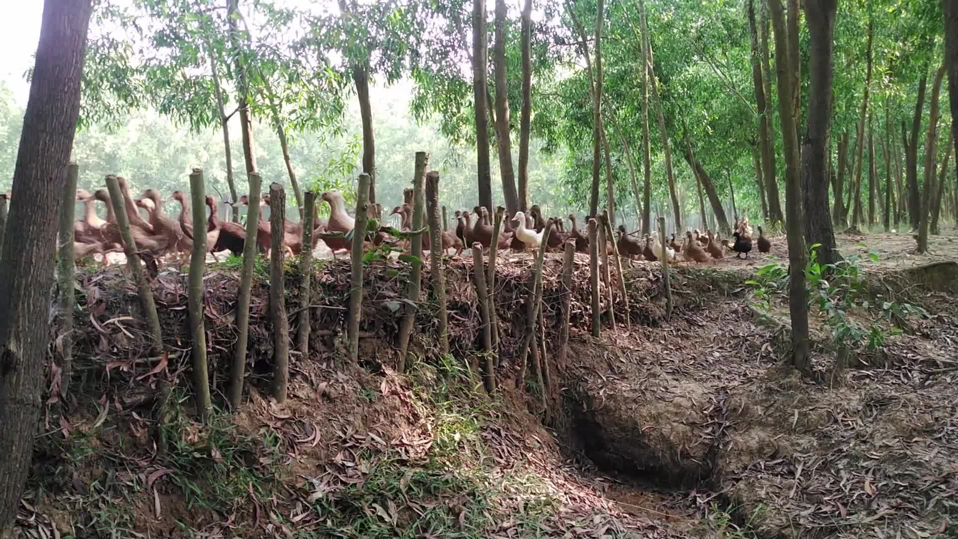 Duck Farm in Bangladesh