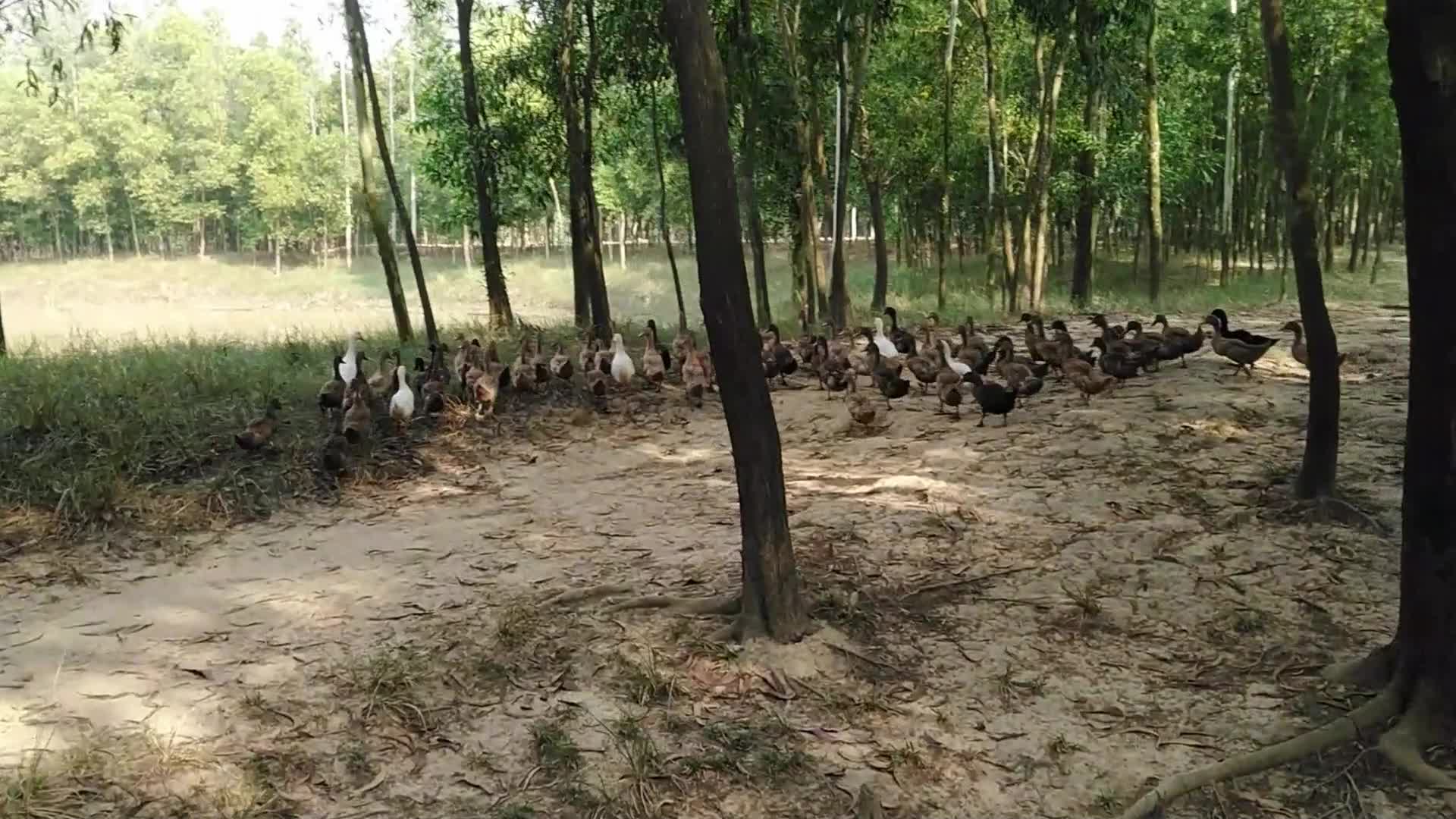 Duck Farm in Bangladesh