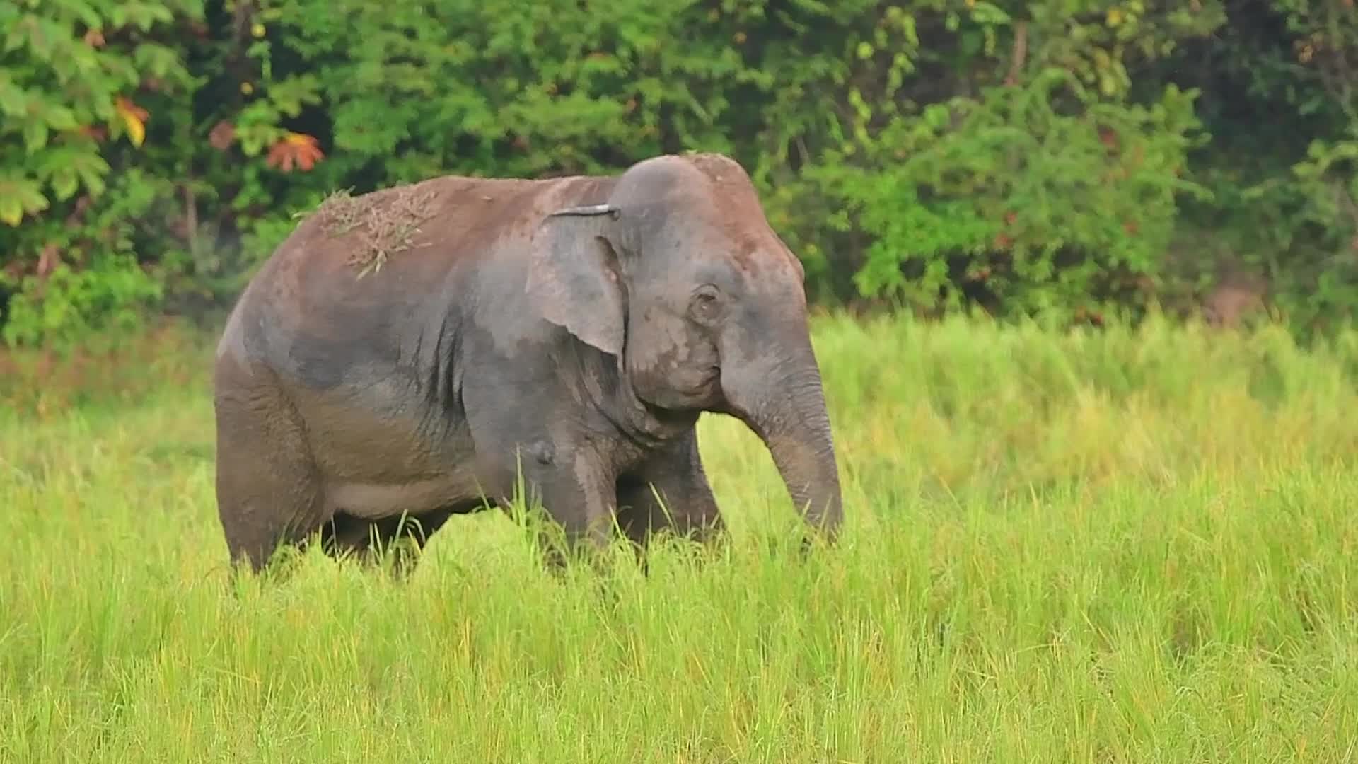 Villagers creates separate food zones to mitigate man-elephant conflict in Assam, India