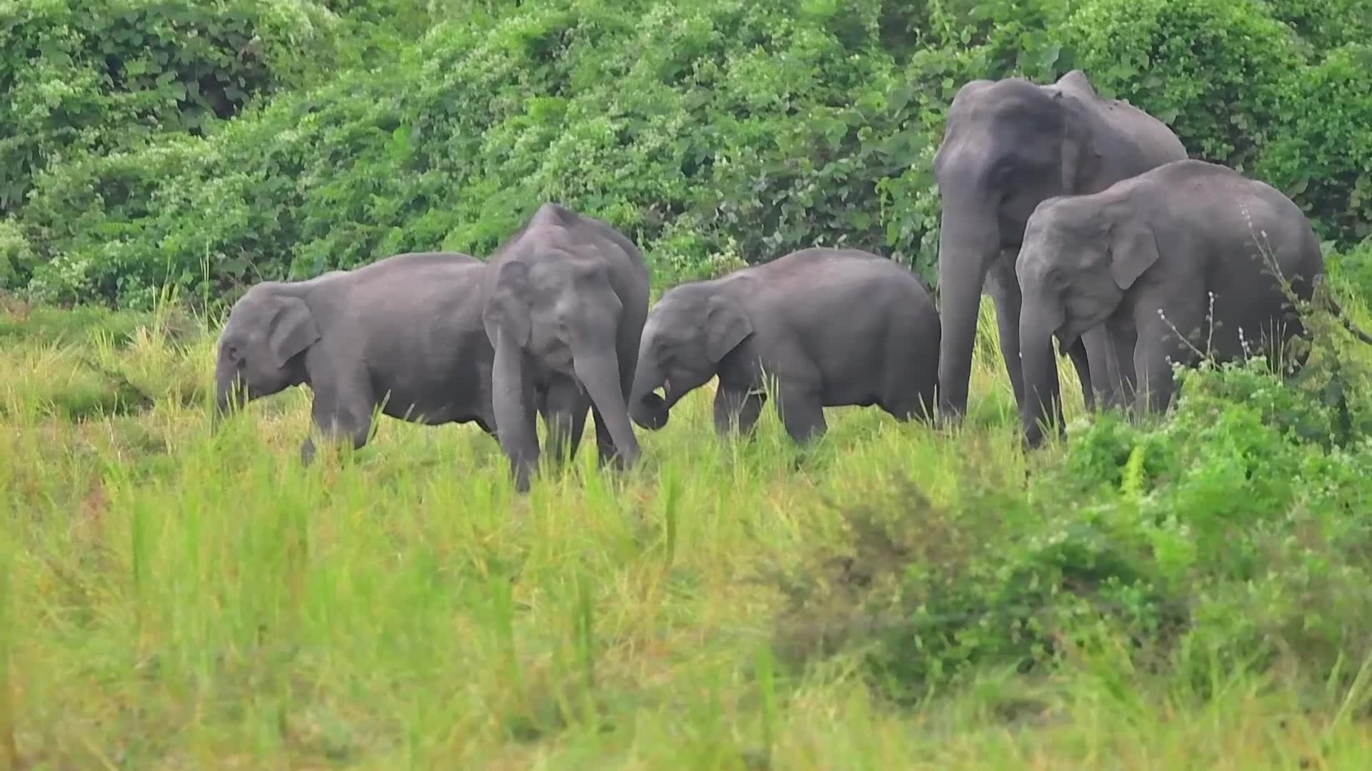 Villagers creates separate food zones to mitigate man-elephant conflict in Assam, India
