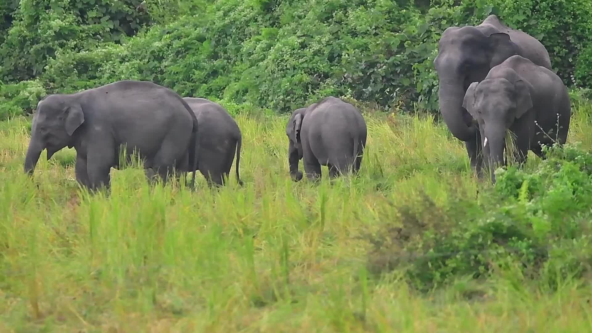 Villagers creates separate food zones to mitigate man-elephant conflict in Assam, India