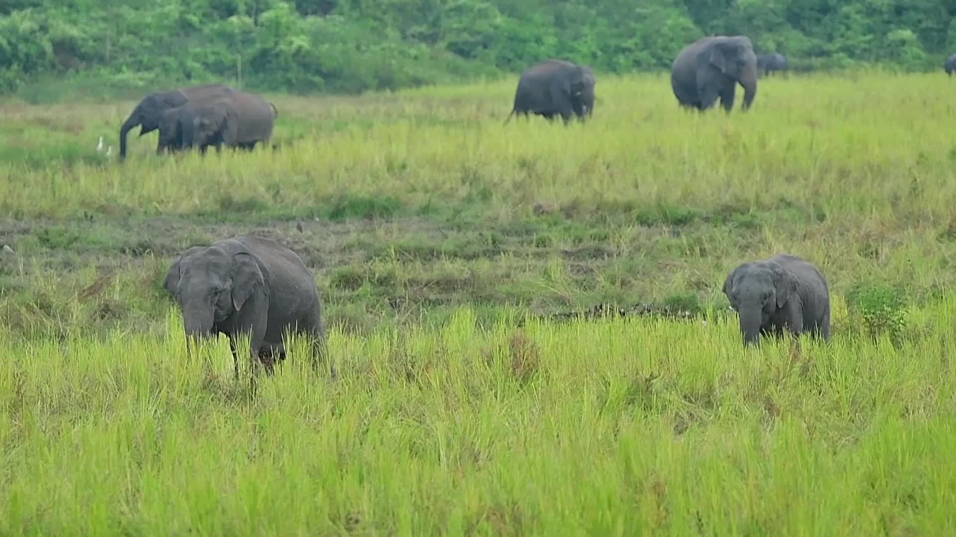 Villagers creates separate food zones to mitigate man-elephant conflict in Assam, India