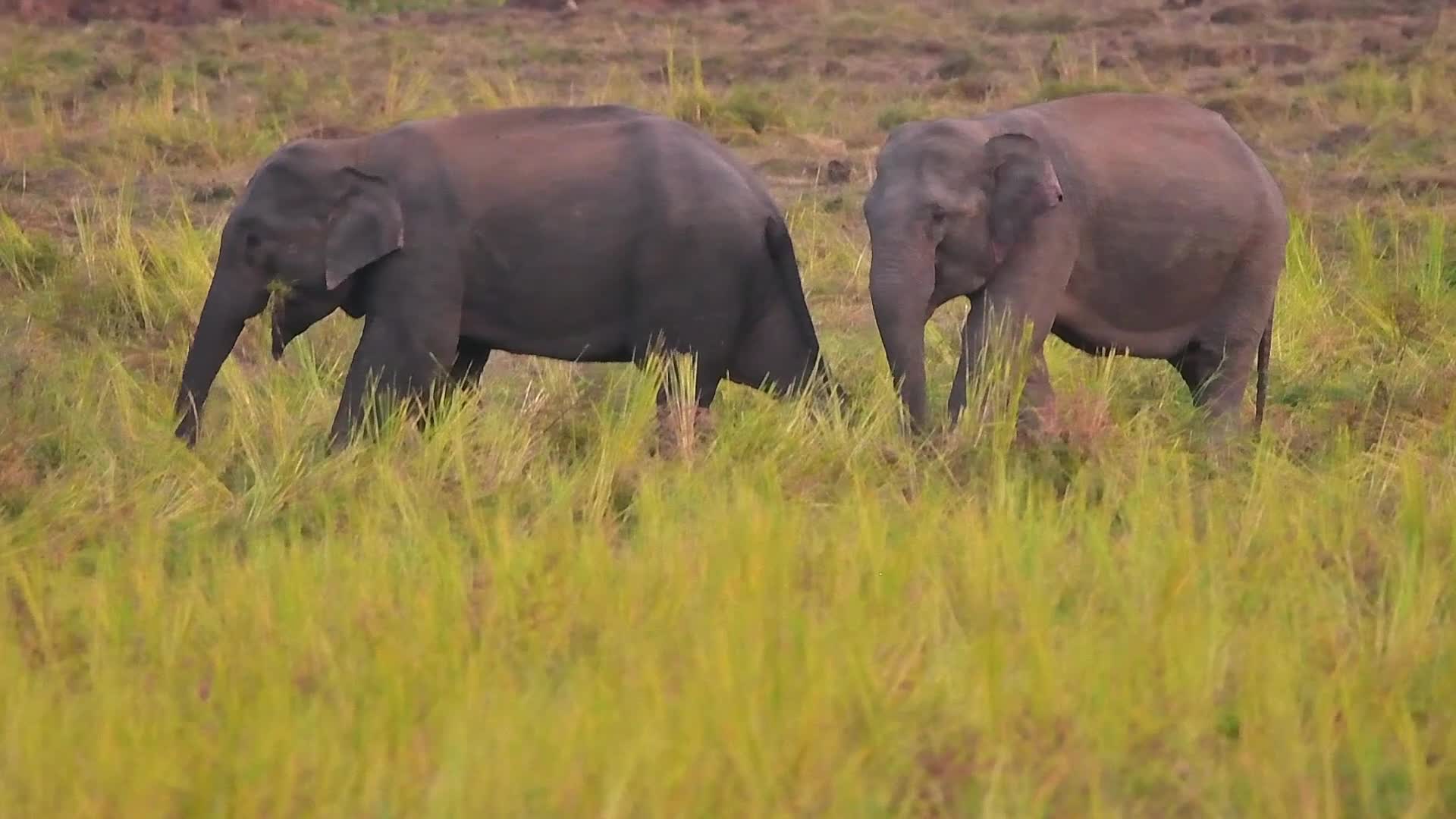 Villagers creates separate food zones to mitigate man-elephant conflict in Assam, India