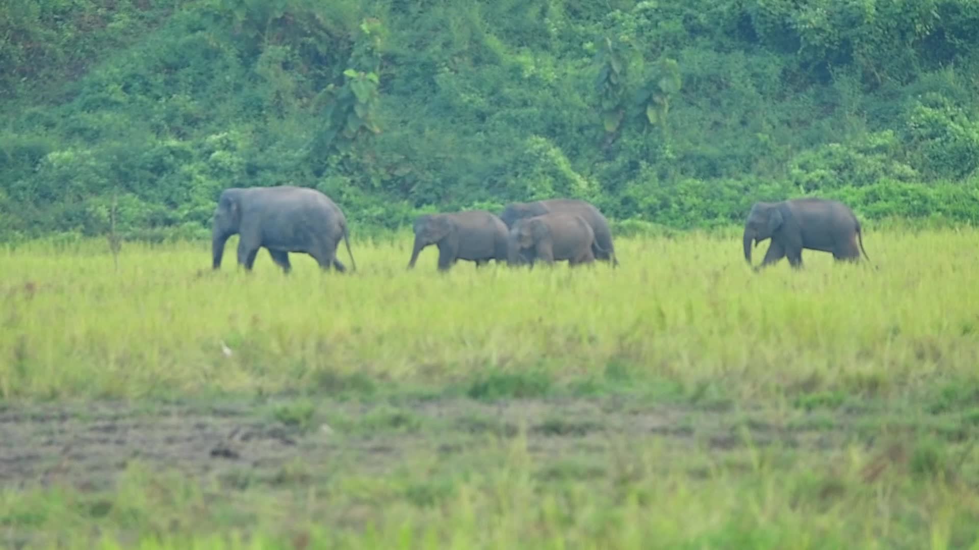 Villagers creates separate food zones to mitigate man-elephant conflict in Assam, India