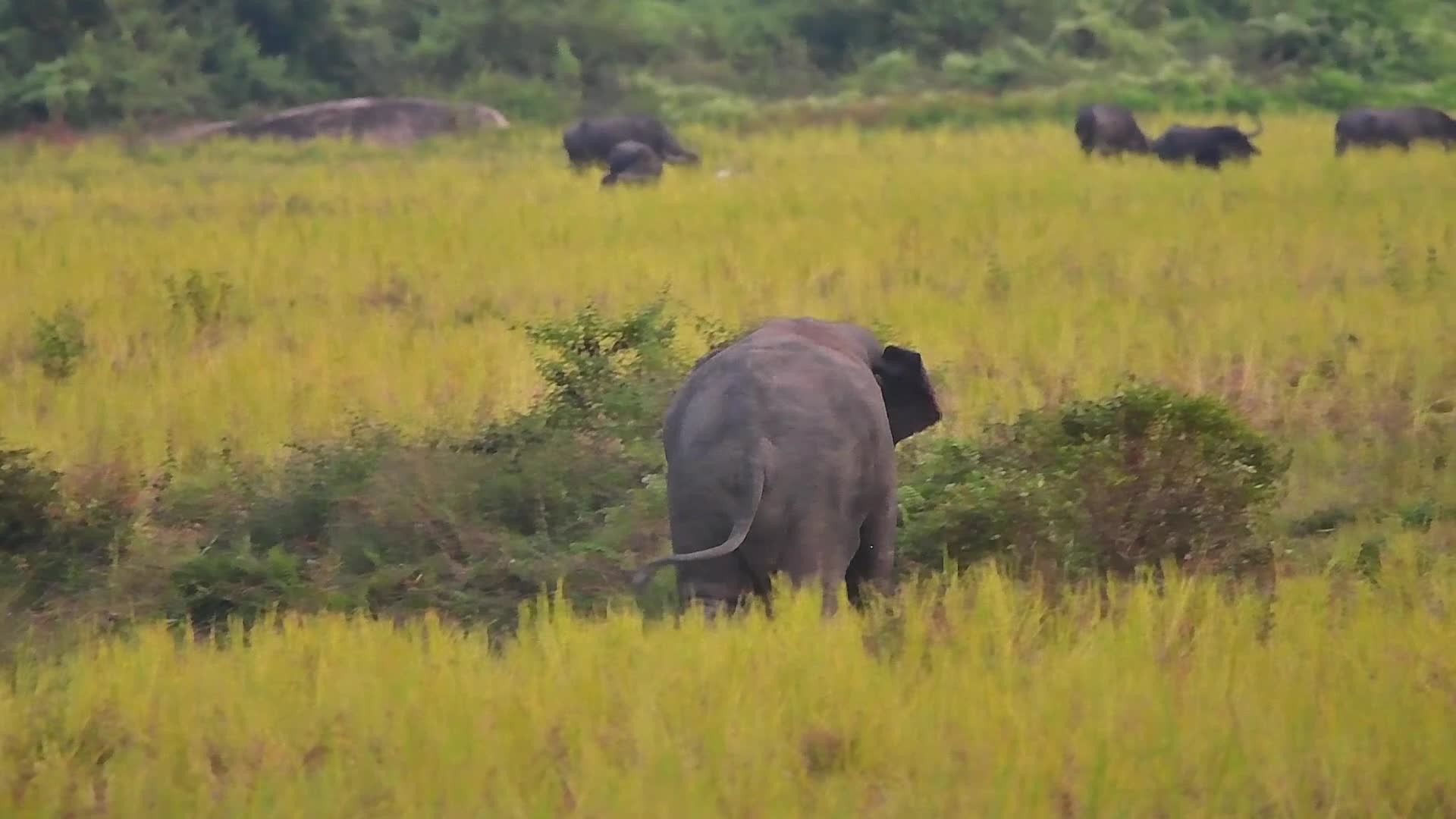 Villagers creates separate food zones to mitigate man-elephant conflict in Assam, India