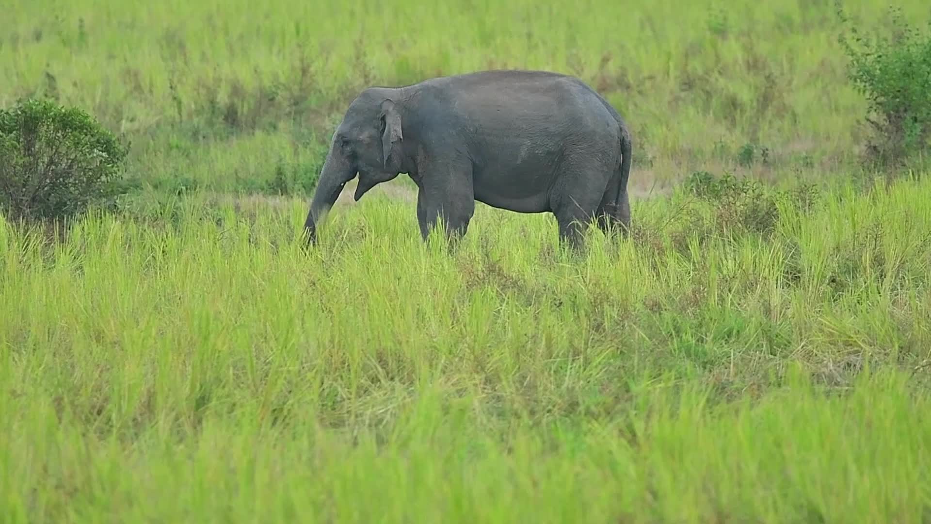 Villagers creates separate food zones to mitigate man-elephant conflict in Assam, India