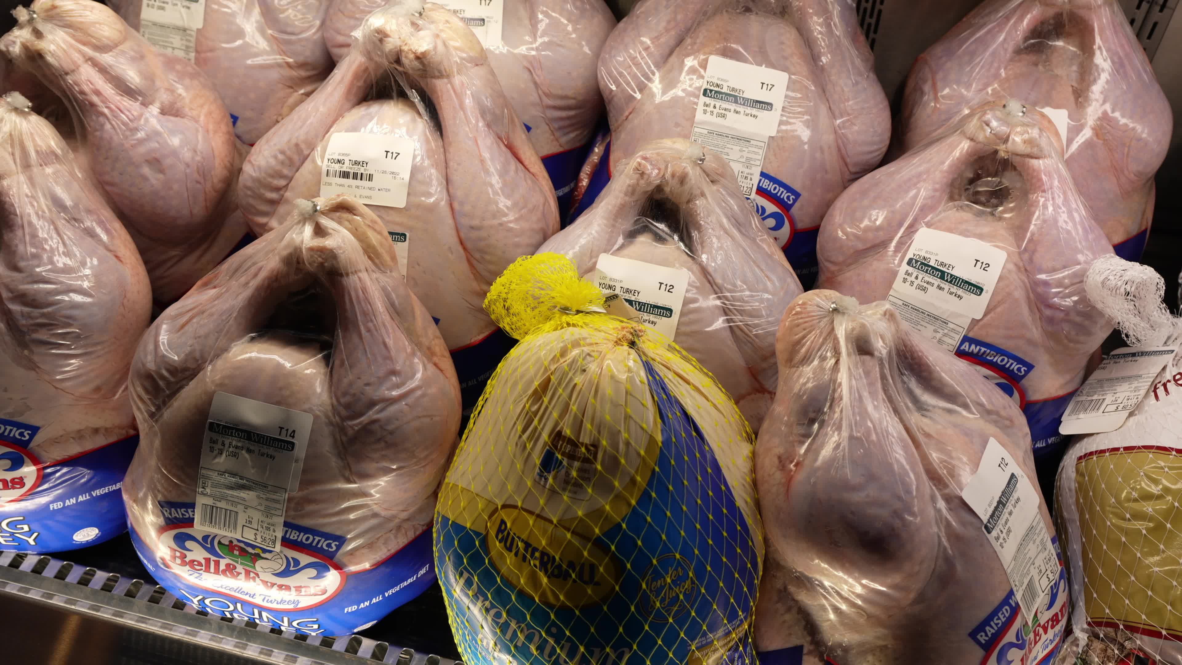 Thanksgiving Turkeys