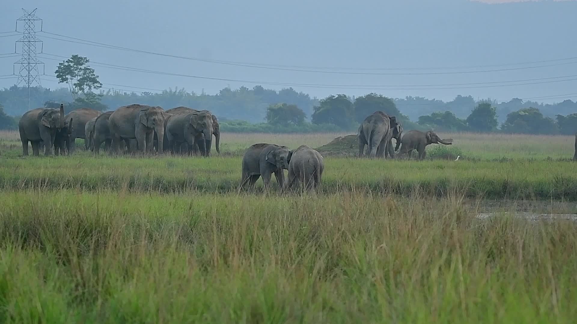 Man Elephant conflict in India 