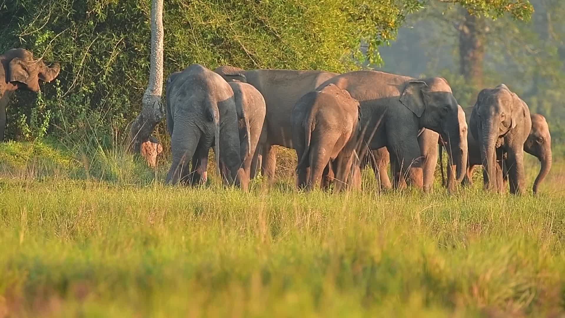 Man Elephant conflict in India 