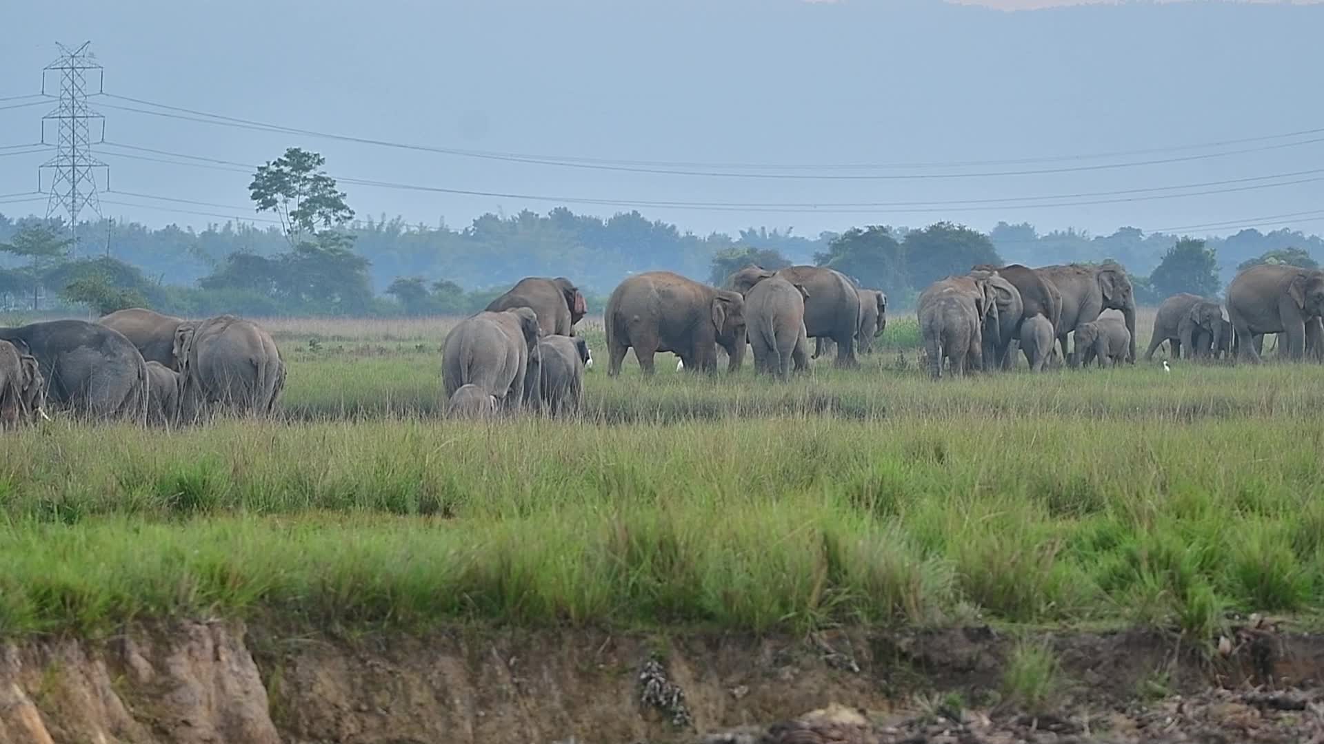 Man Elephant conflict in India 