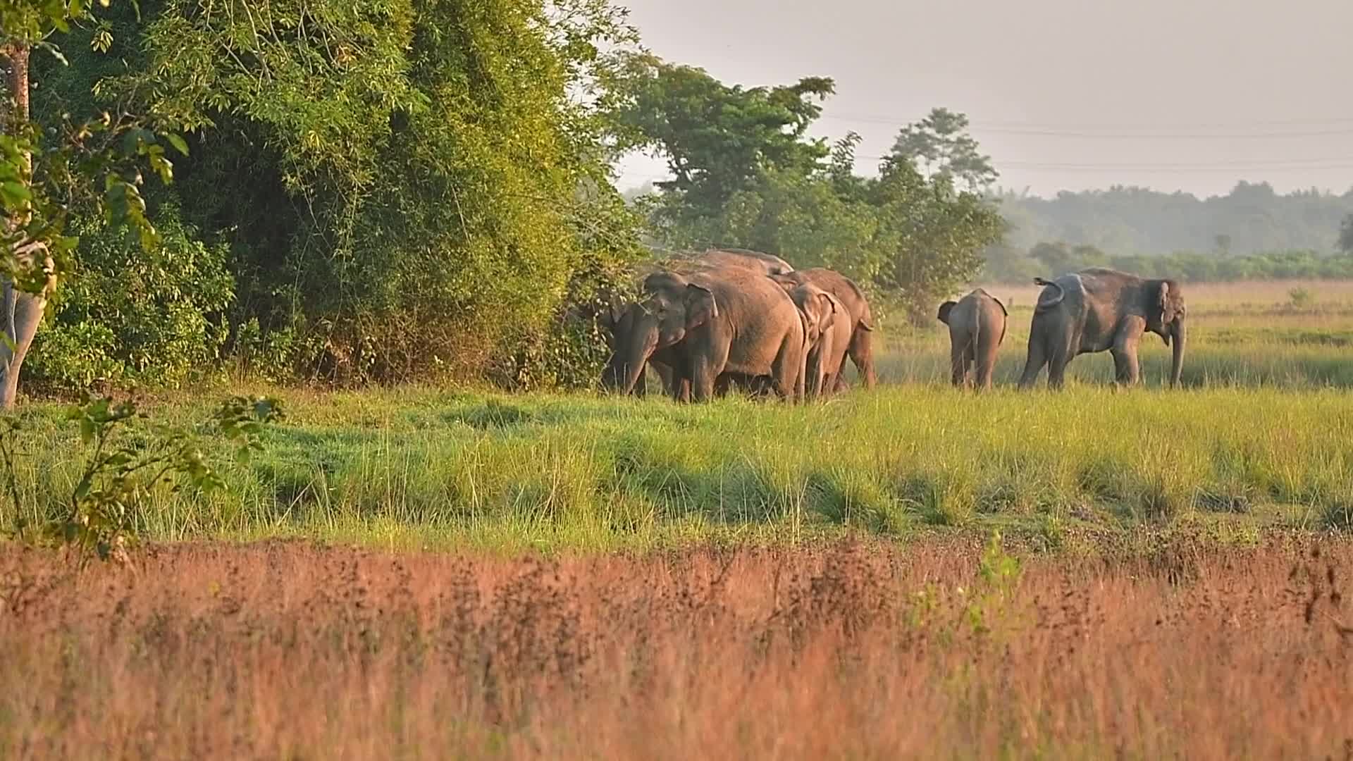 Man Elephant conflict in India 