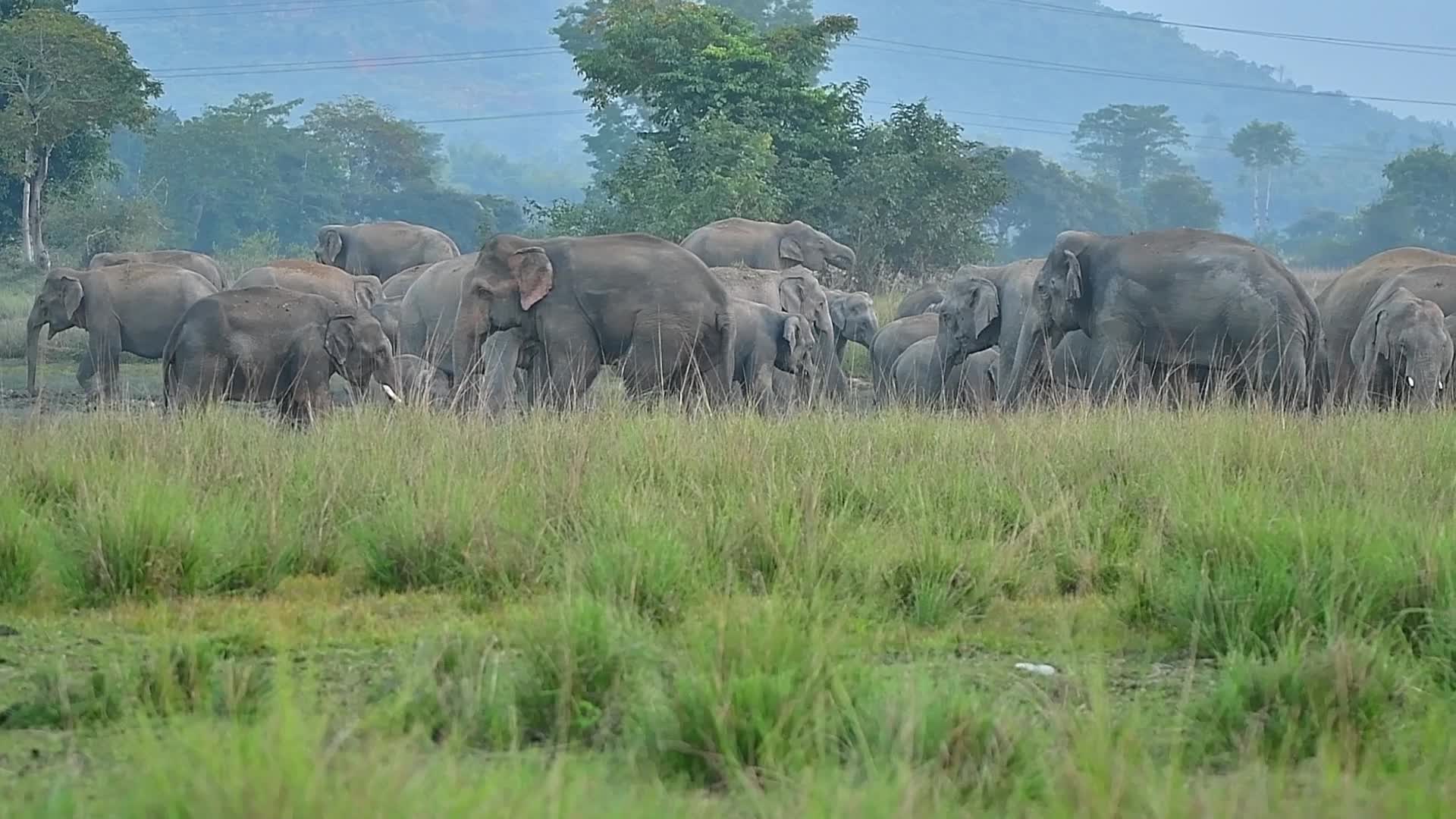 Man Elephant conflict in India 