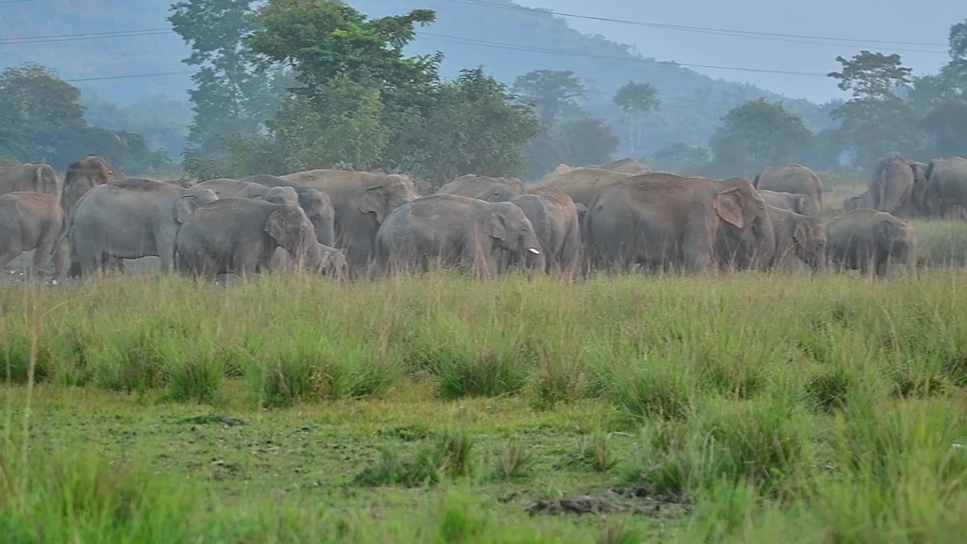 Man Elephant conflict in India 