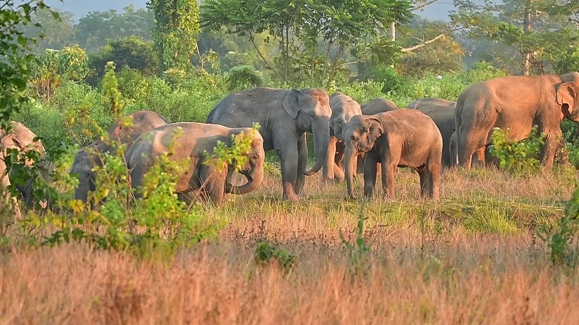 Man Elephant conflict in India 