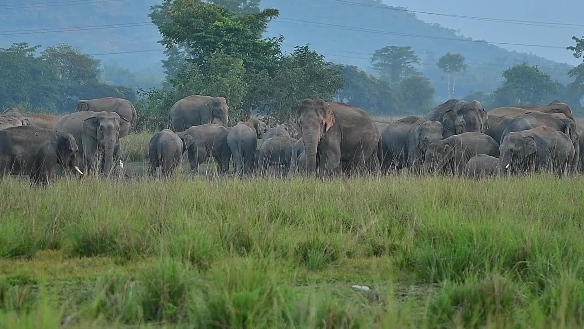 Man Elephant conflict in India 