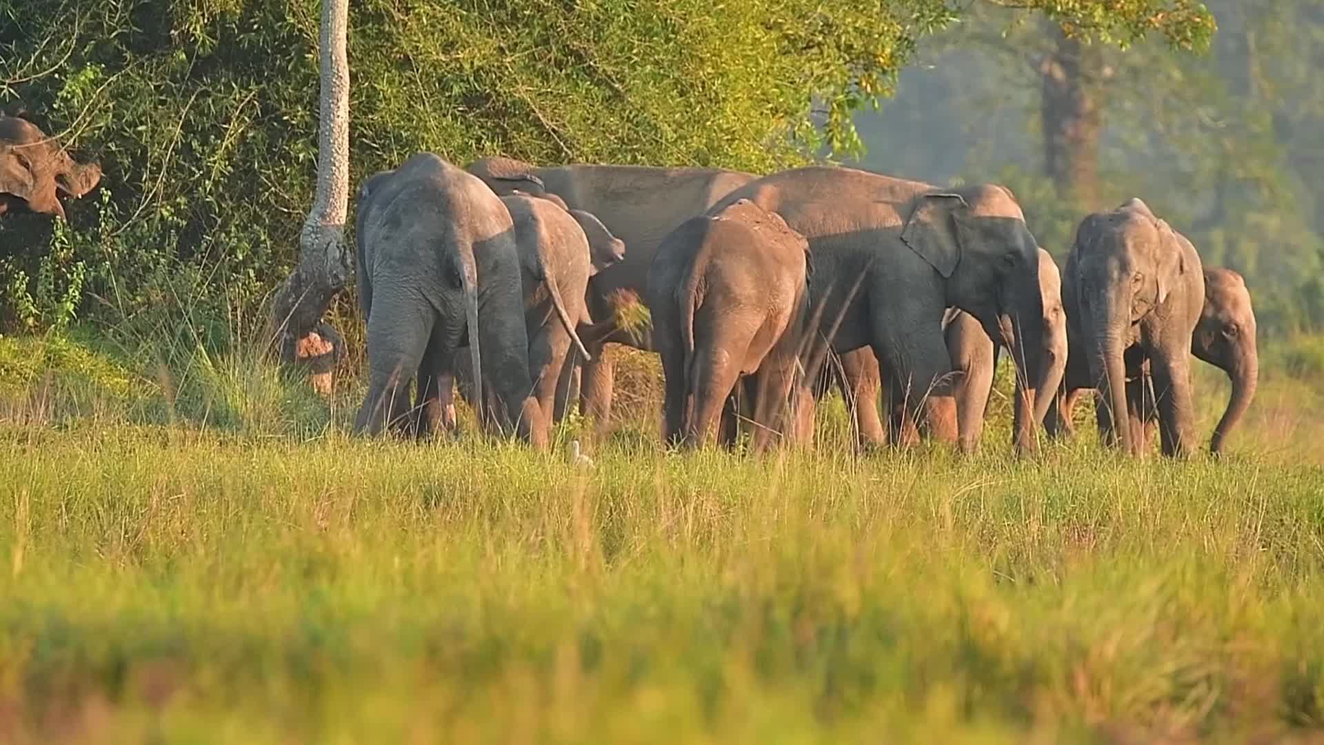 Man Elephant conflict in India 