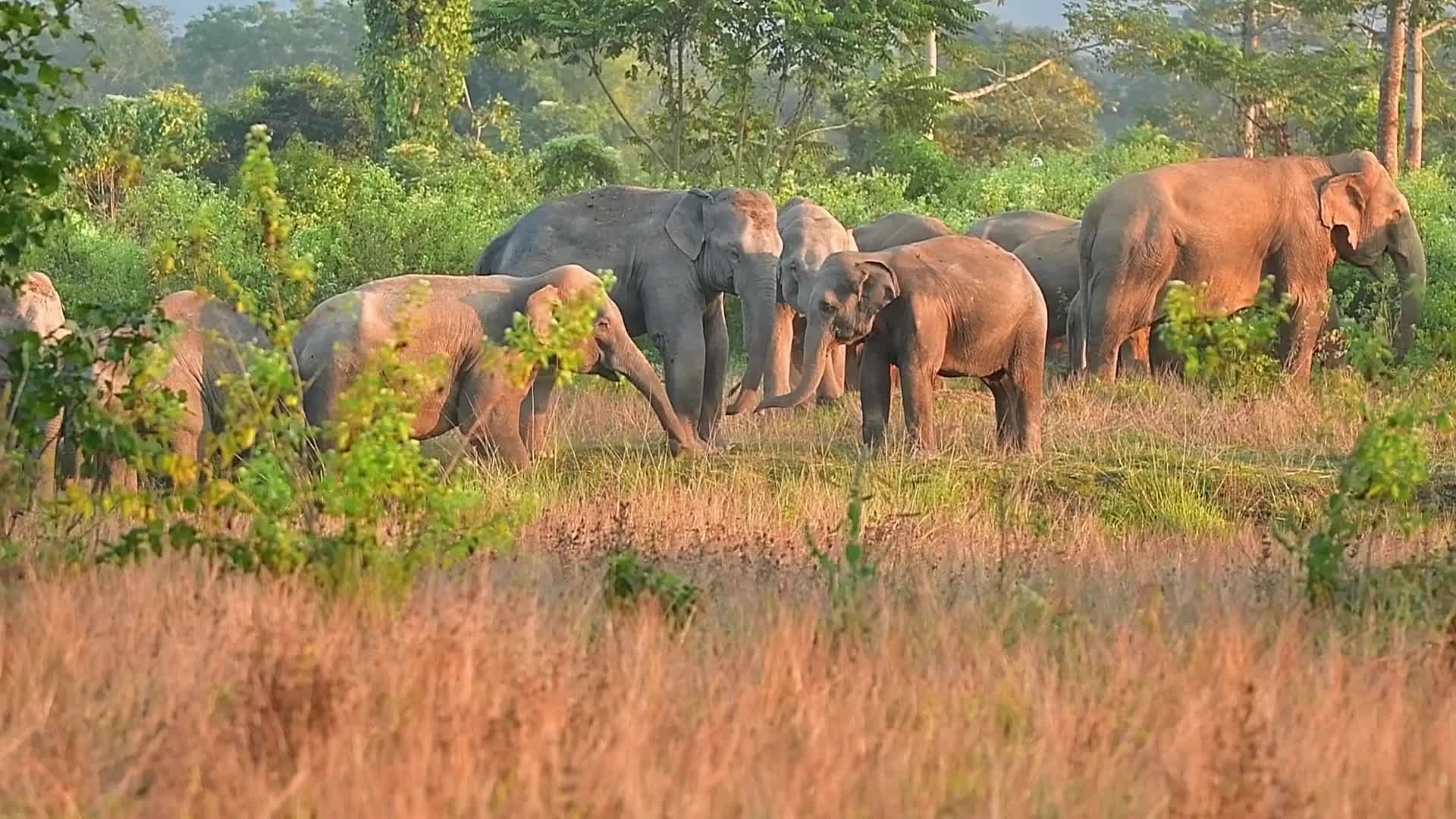 Man Elephant conflict in India 