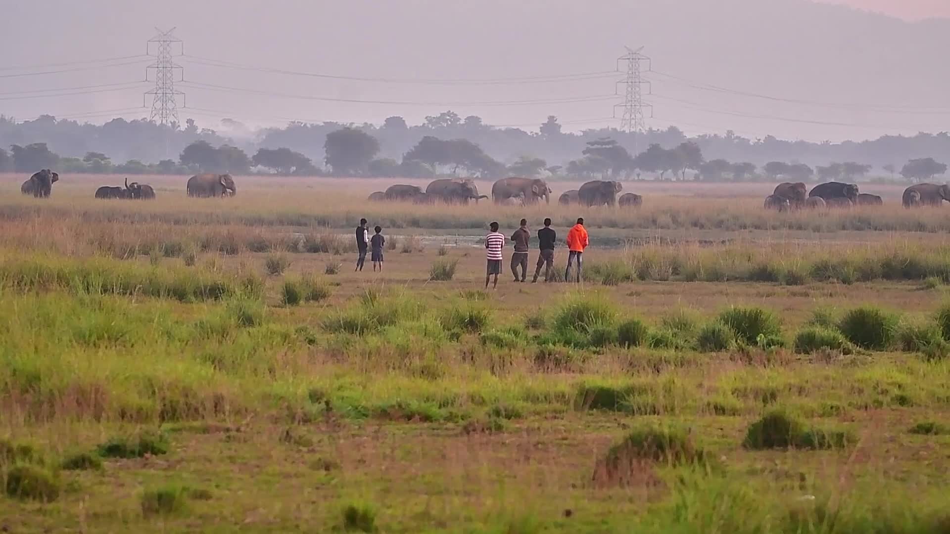 Man Elephant conflict in India 