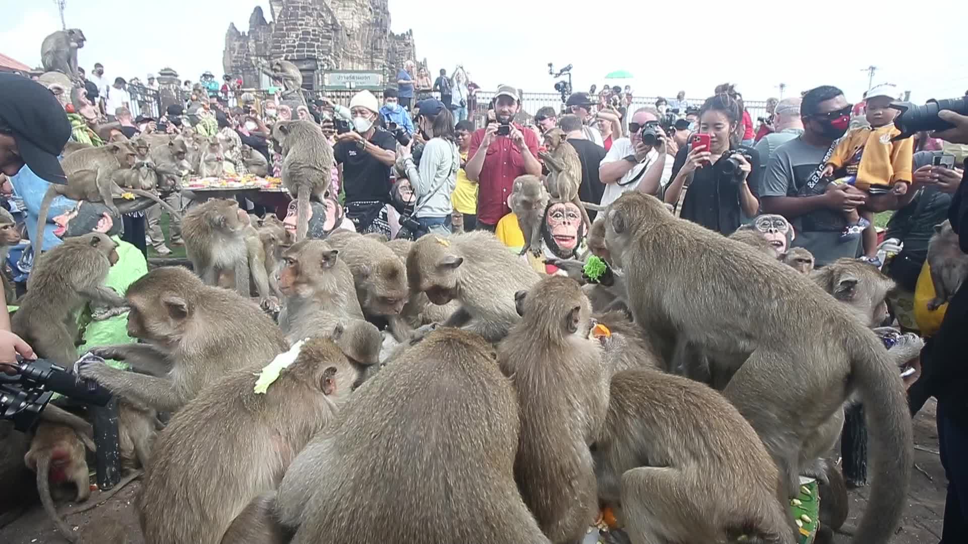 Monkey Buffet in Thailand