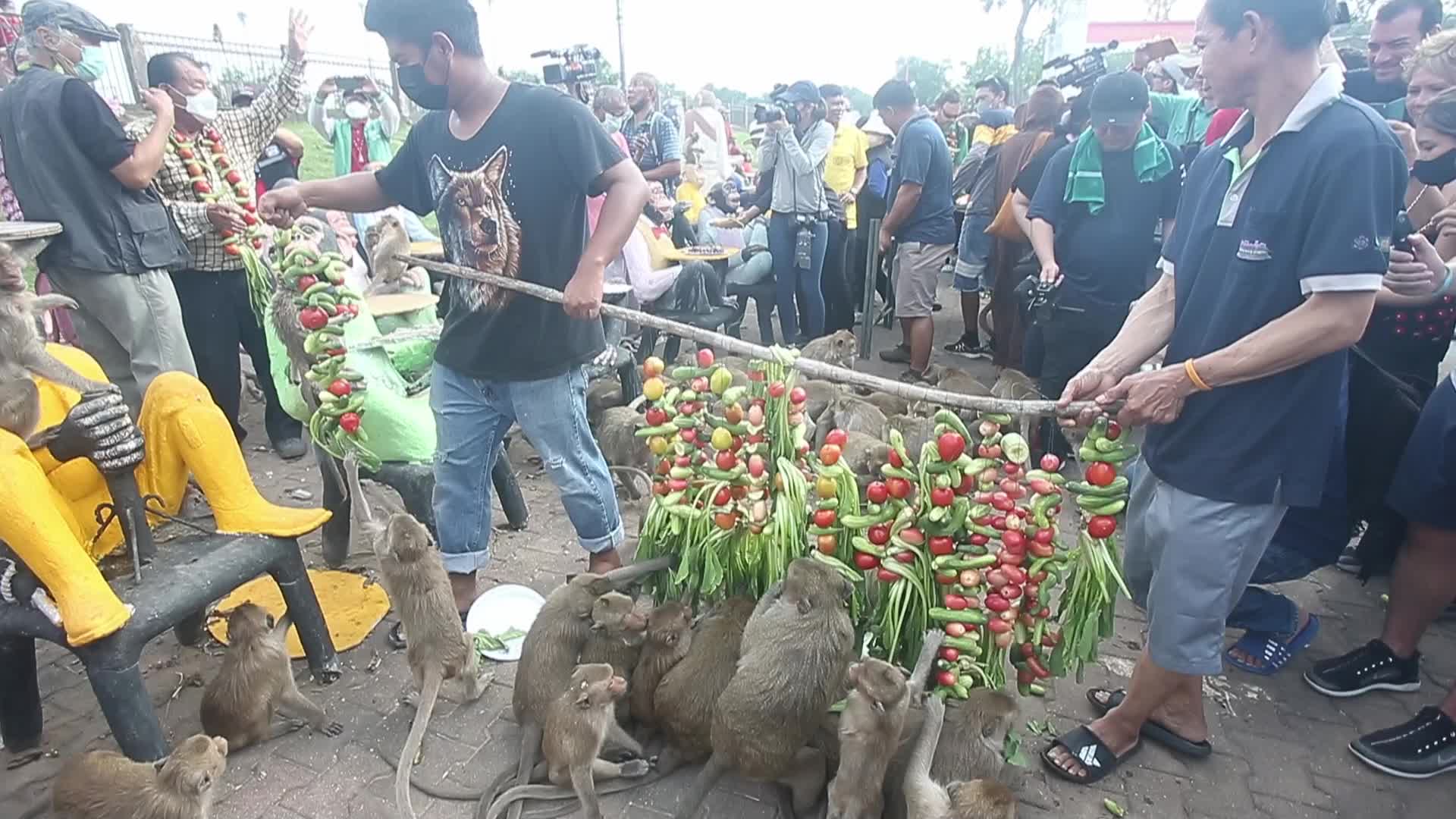 Monkey Buffet in Thailand