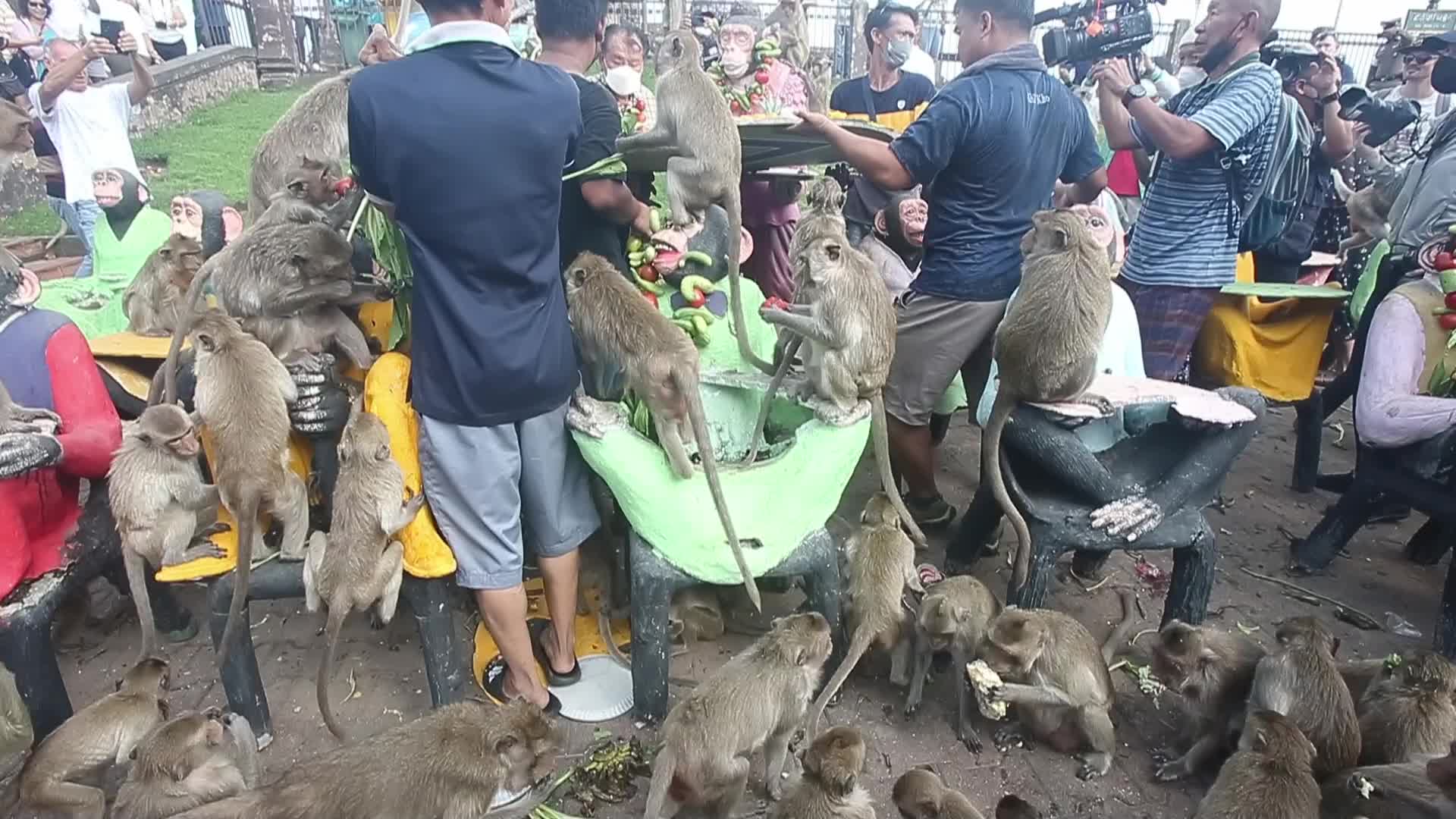 Monkey Buffet in Thailand