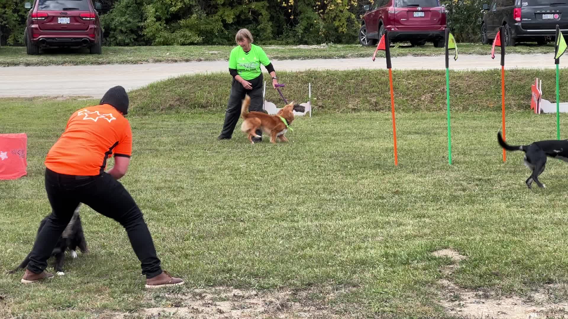 Dog show in Woodbridge