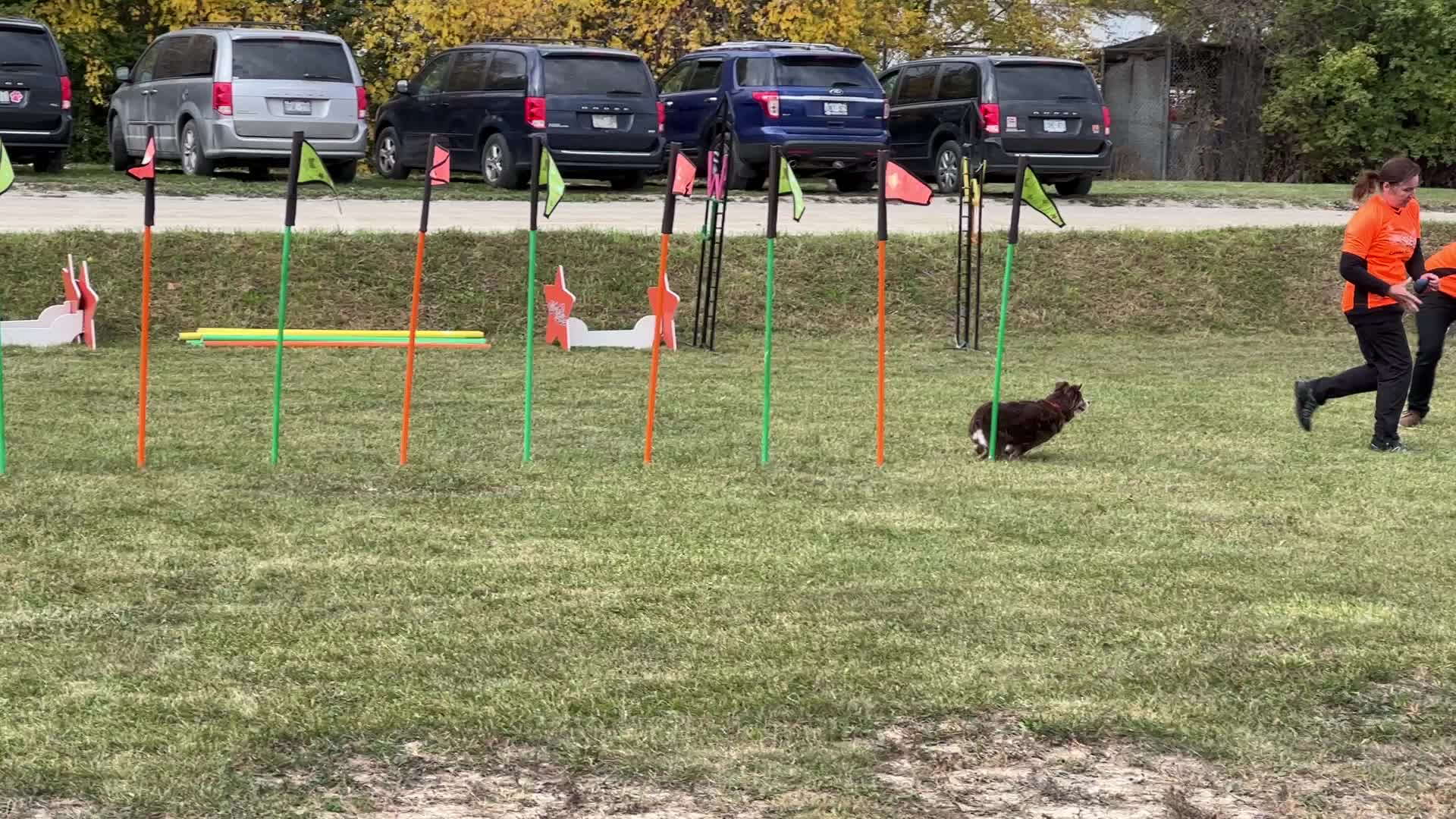 Dog show in Woodbridge