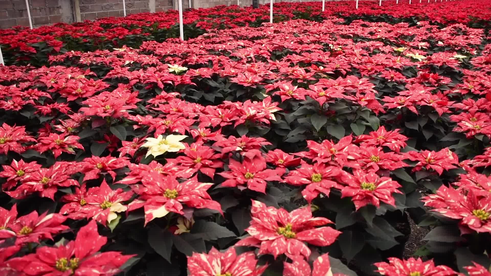 Poinsettia Flowers in Xochimilco Greenhouses