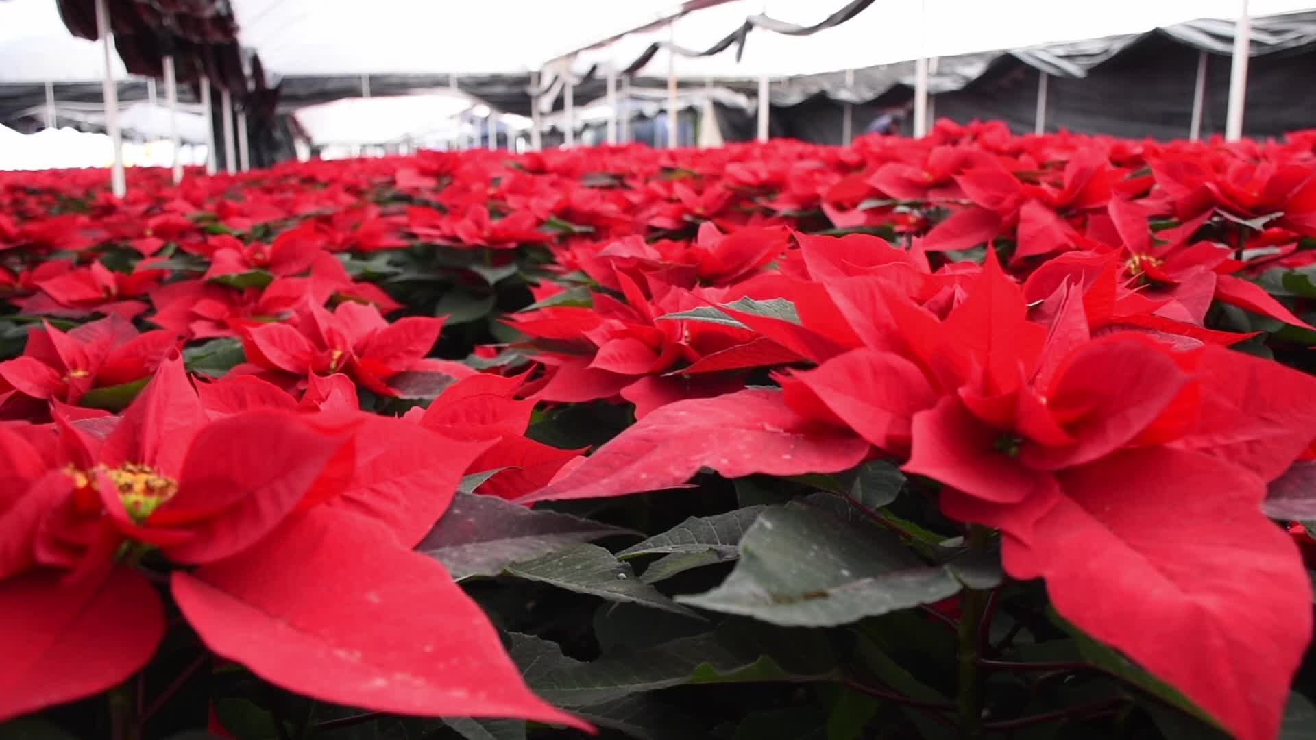 Poinsettia Flowers in Xochimilco Greenhouses