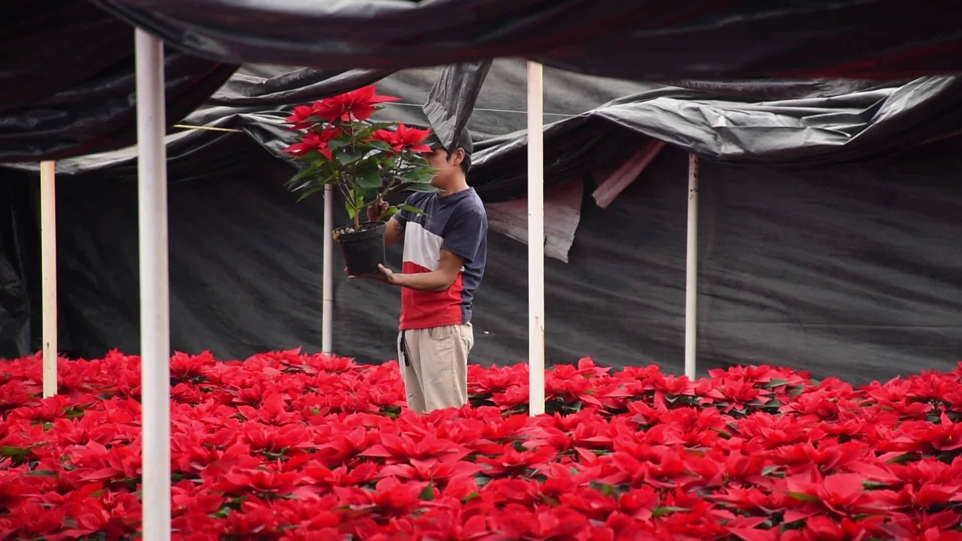 Poinsettia Flowers in Xochimilco Greenhouses