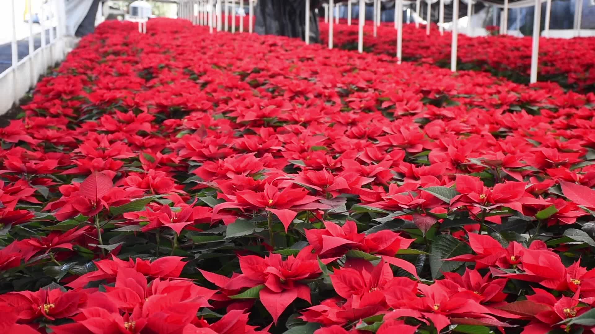Poinsettia Flowers in Xochimilco Greenhouses