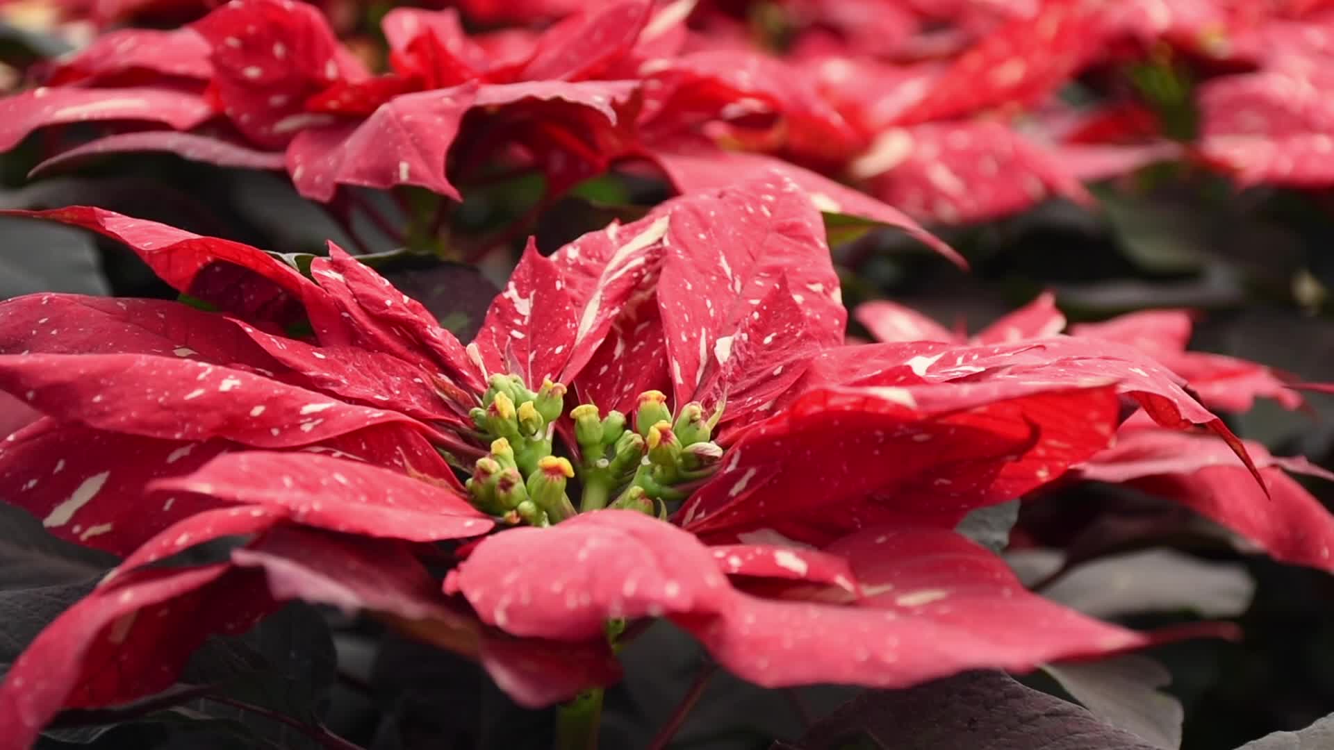 Poinsettia Flowers in Xochimilco Greenhouses