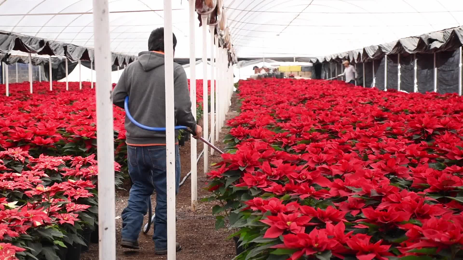 Poinsettia Flowers in Xochimilco Greenhouses