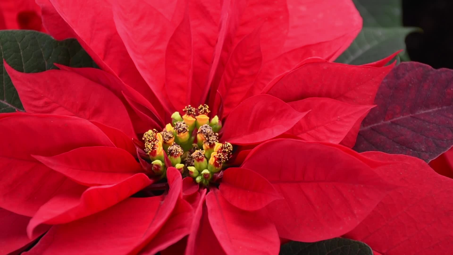 Poinsettia Flowers in Xochimilco Greenhouses